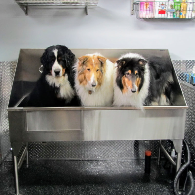 industrial dog wash station